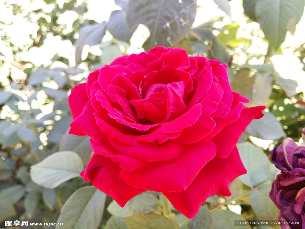 月季花
