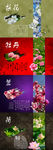 中国花卉 中国风底纹