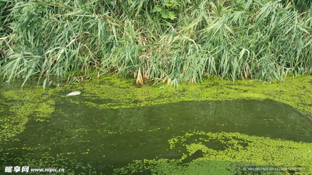 河水 綠草