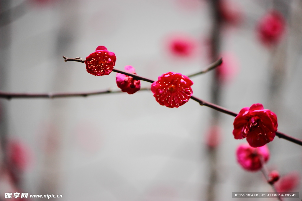 一枝寒冬的红梅花