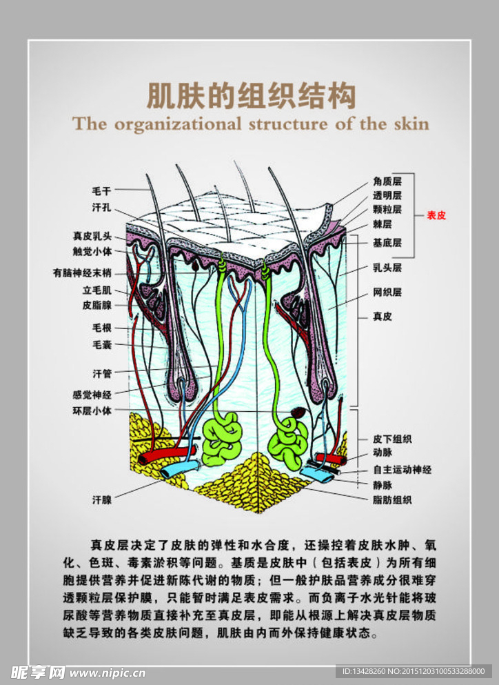 肌膚的組織結(jié)構(gòu)