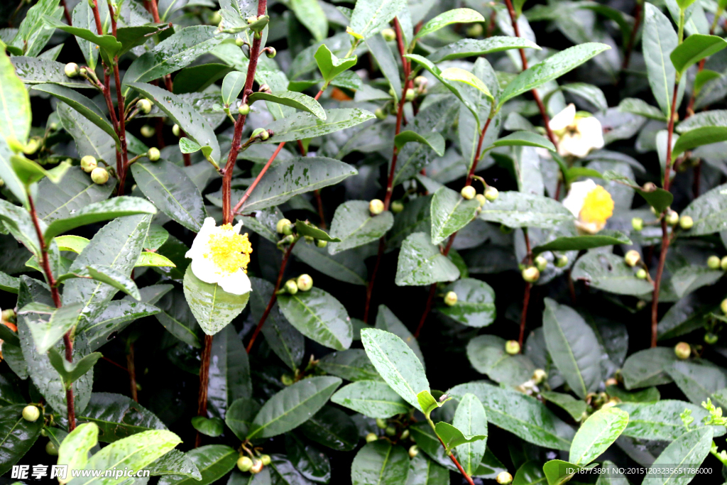 茶花開(kāi)放