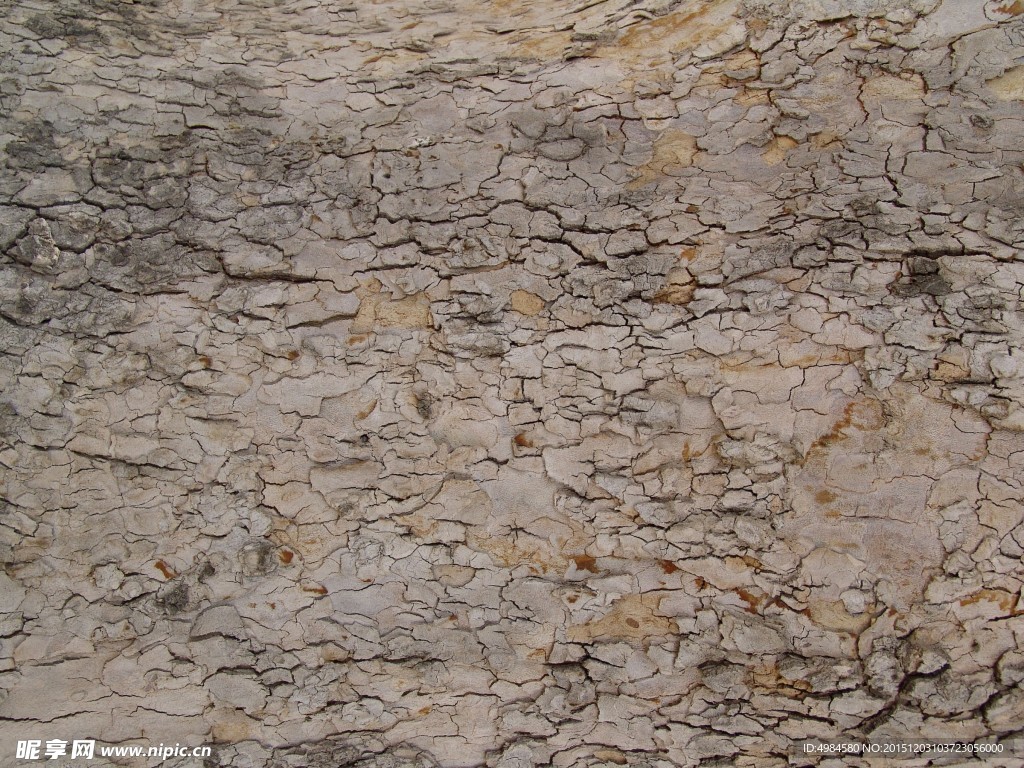 樹皮紋理貼圖