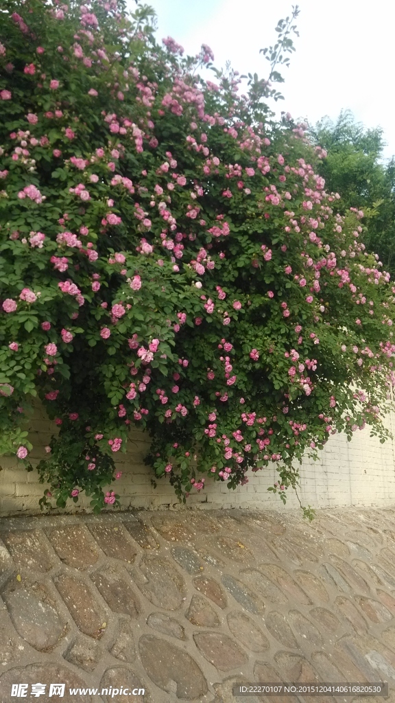 薔薇