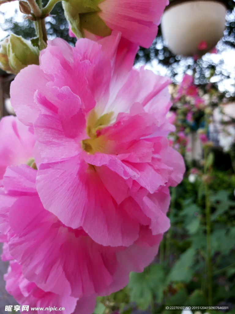 紫薇花