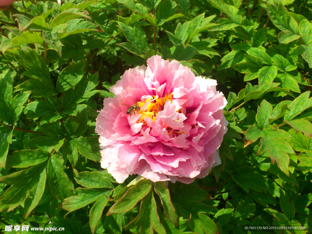 牡丹花和小蜜蜂