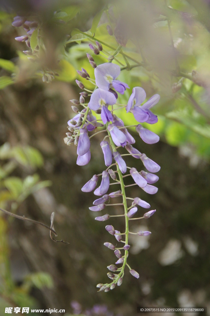 槐樹(shù)花
