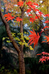 秋天的紅葉