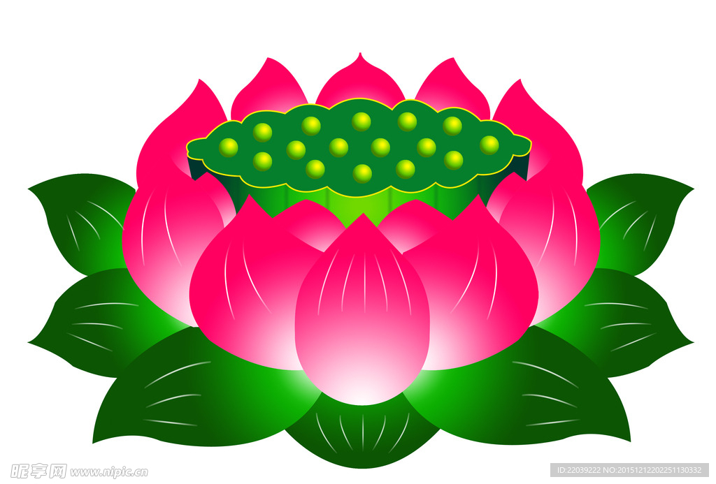 荷花