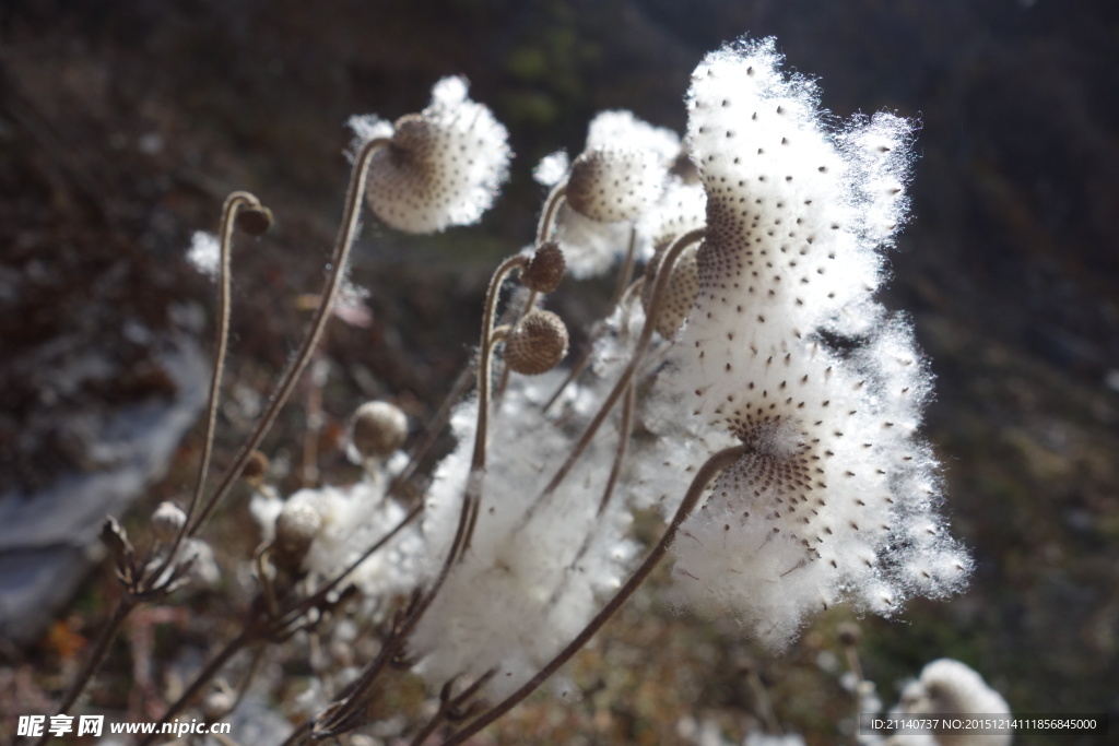 野棉花