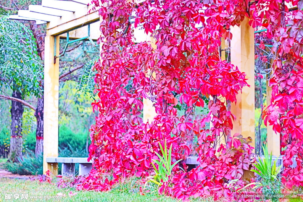 紅色的秋天