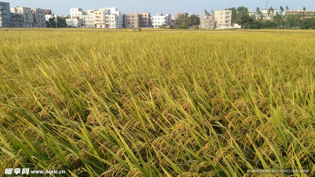 成熟的水稻