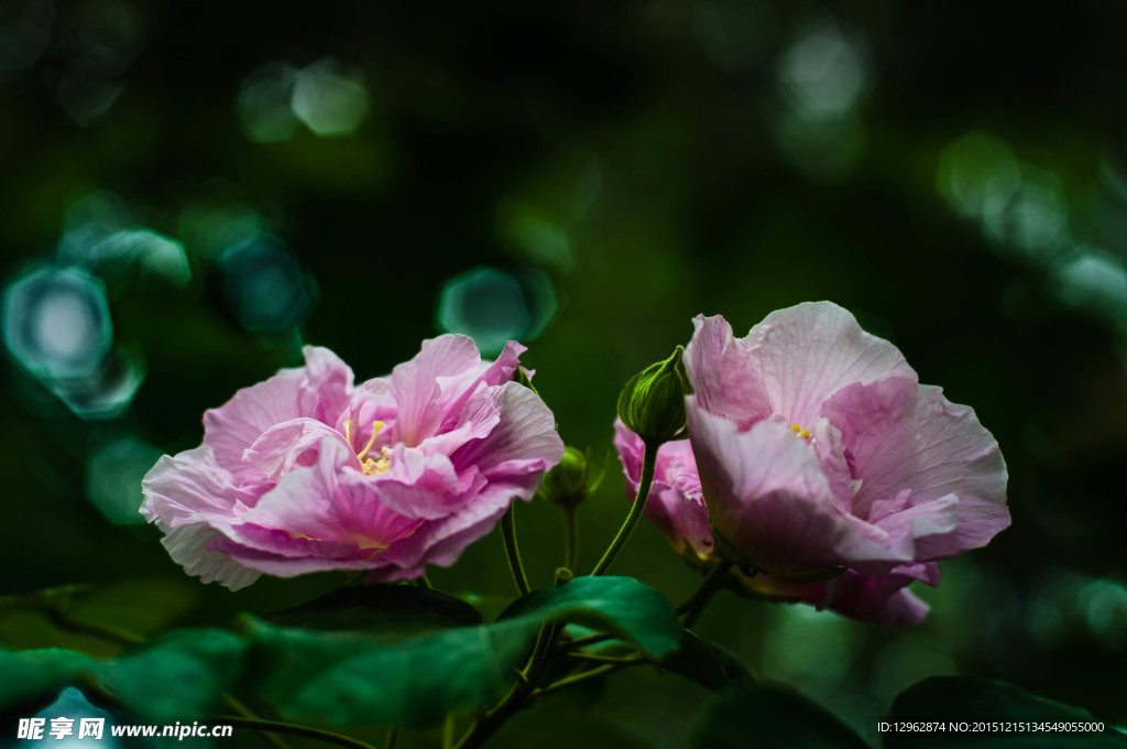芙蓉