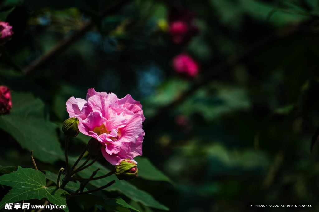 芙蓉