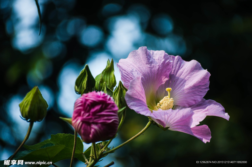 芙蓉