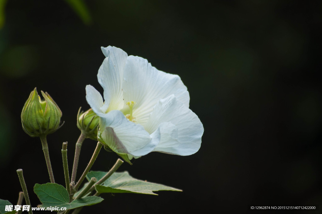 芙蓉