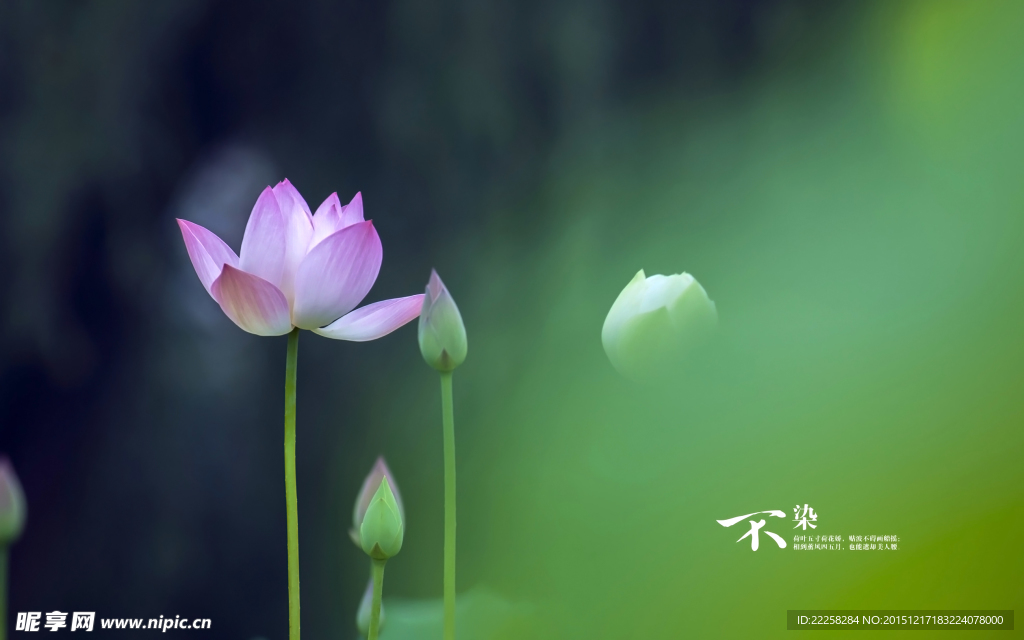 美麗荷花