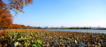 深秋的西湖枫叶