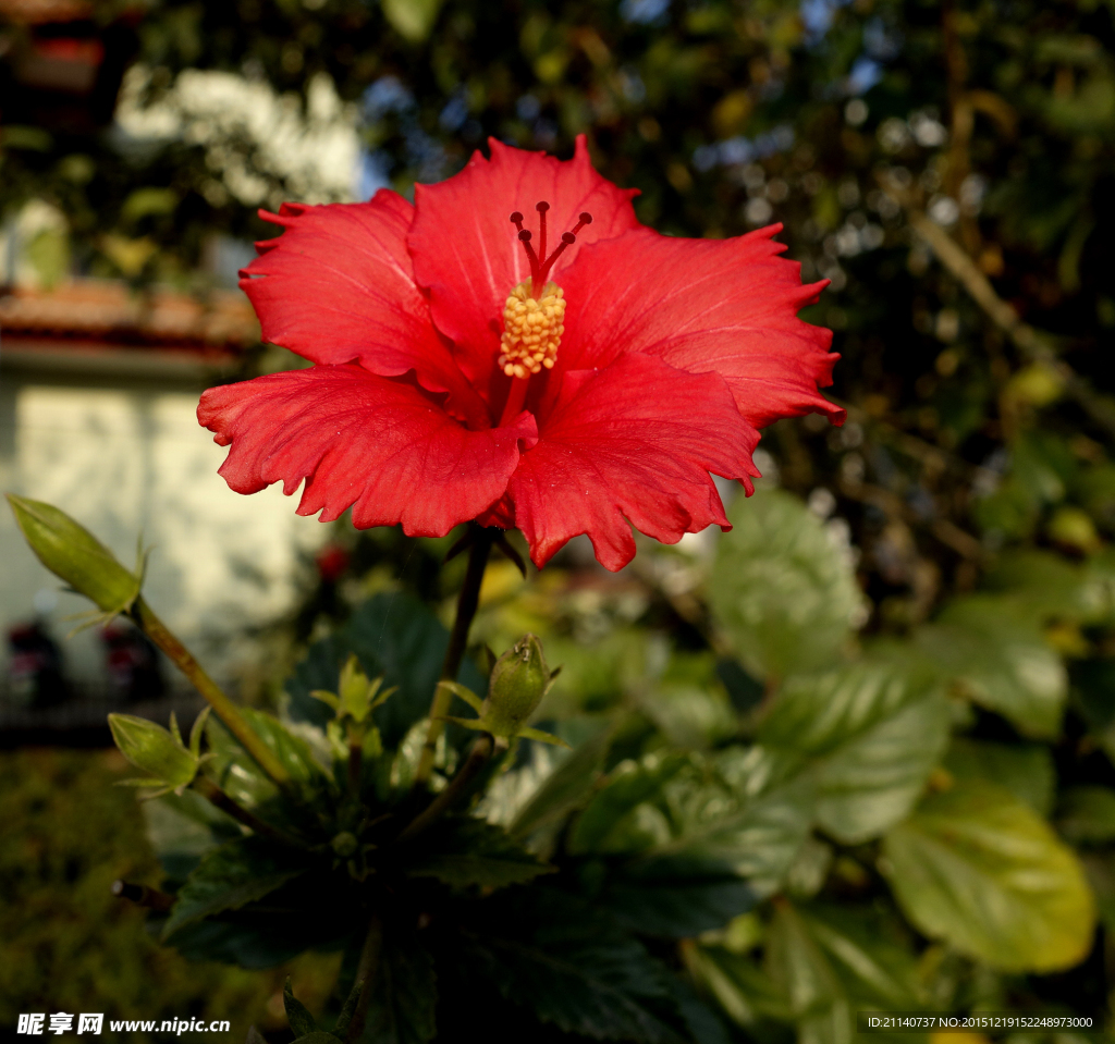 木槿