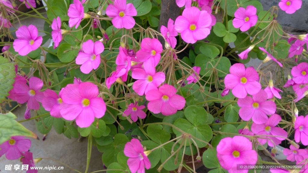 三葉草花