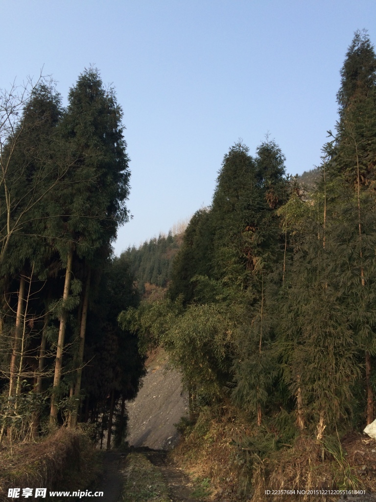 樹木