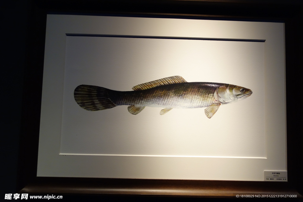 原始魚(yú)