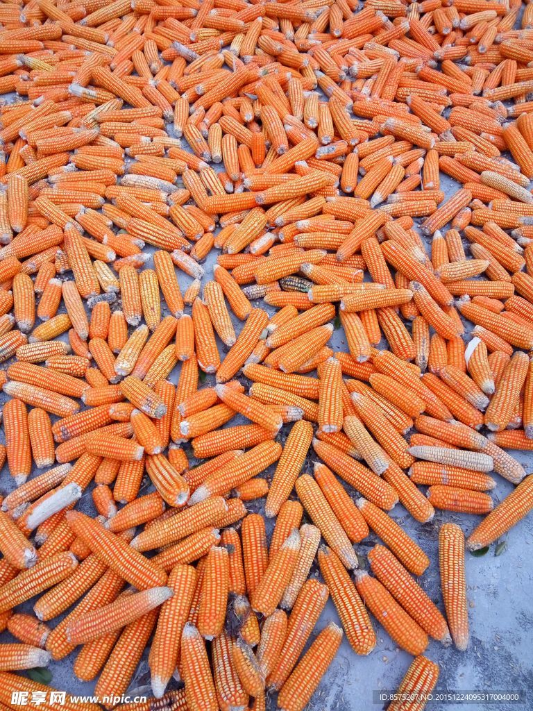 曬玉米