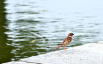 湖邊的鳥兒