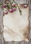 玫瑰花旧纸张和木质背景