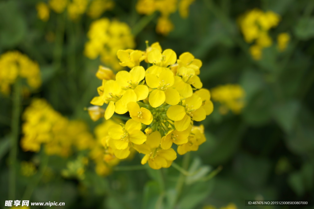 油菜花