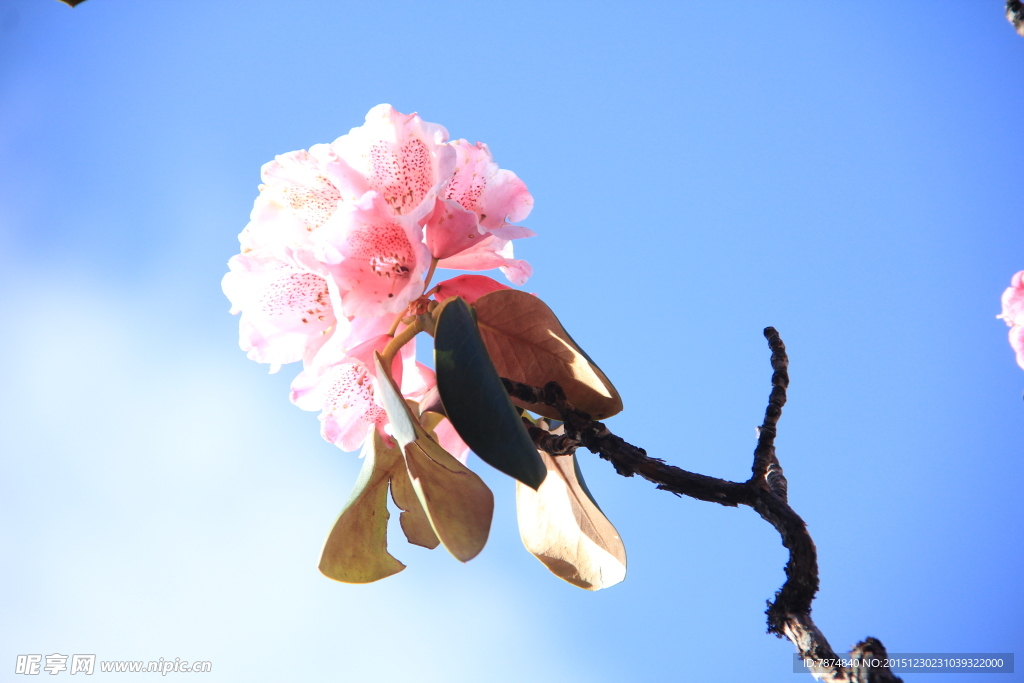 杜鵑花