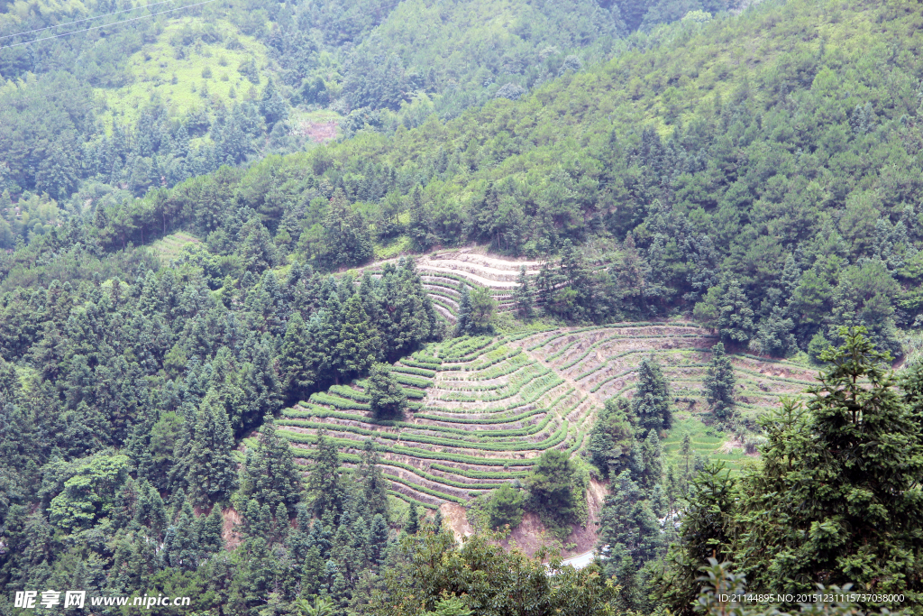 茶山