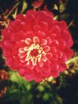 紅色花朵