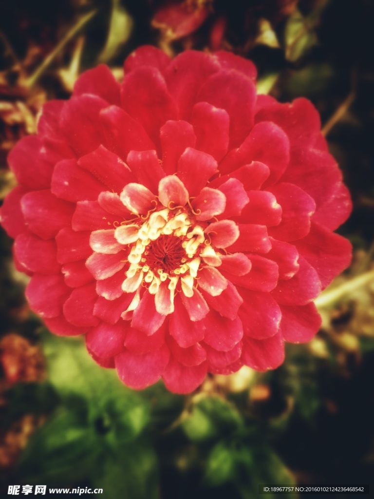 紅色花朵
