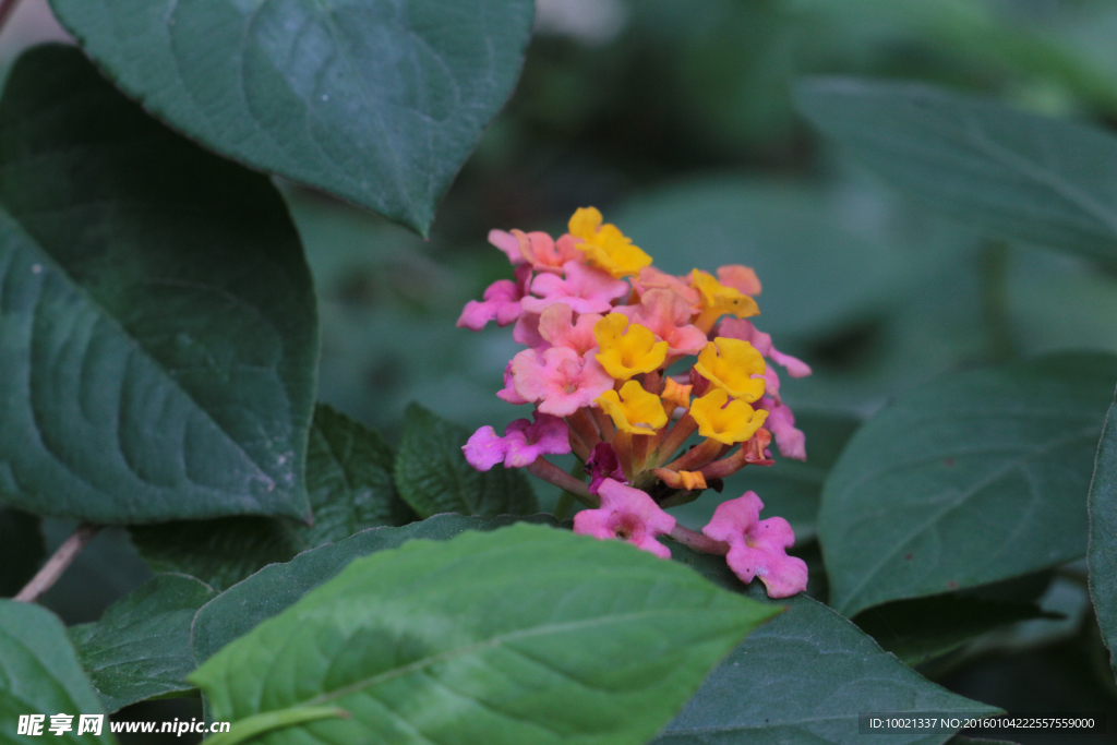 繡球花