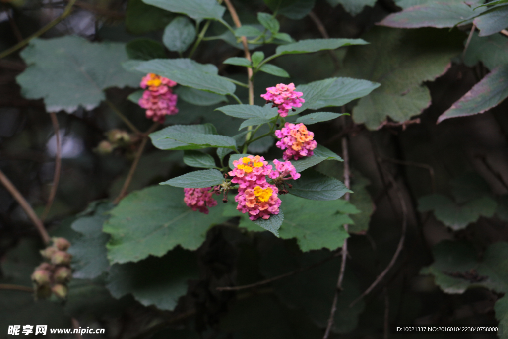 繡球花