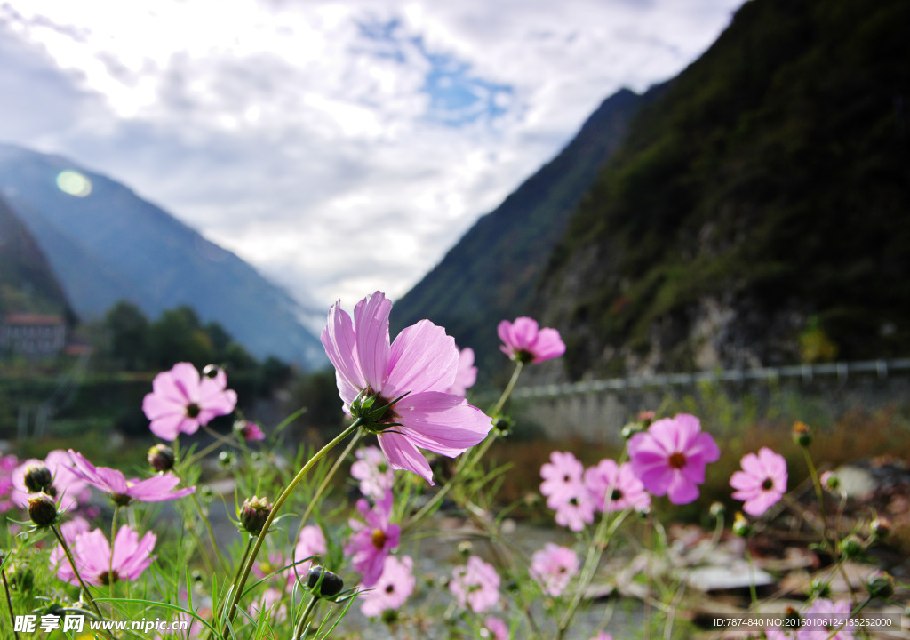 格桑花