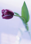 紫色 郁金香