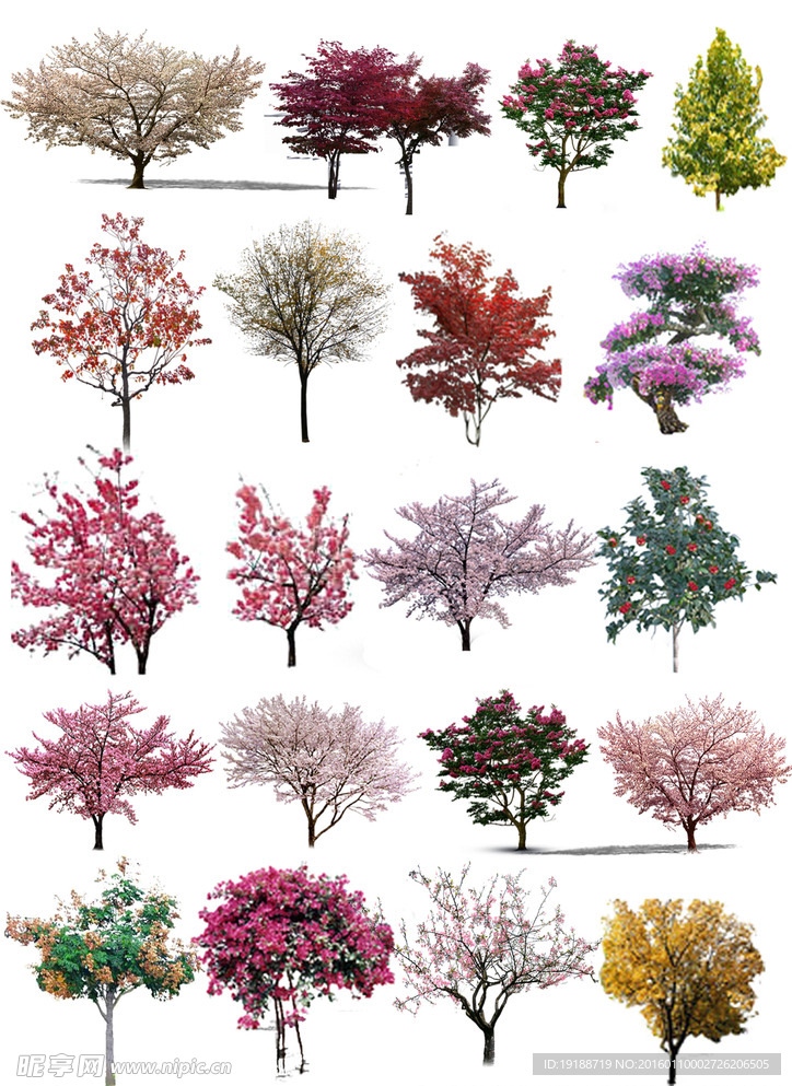 素材 树 单个 景观 效果图
