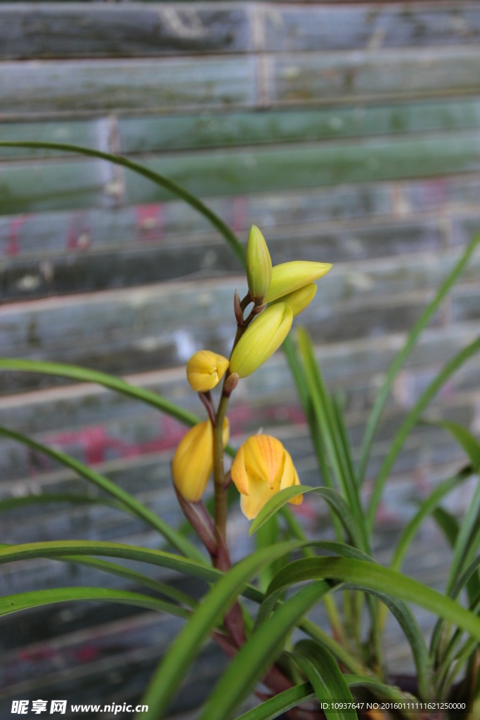 蕙蘭花