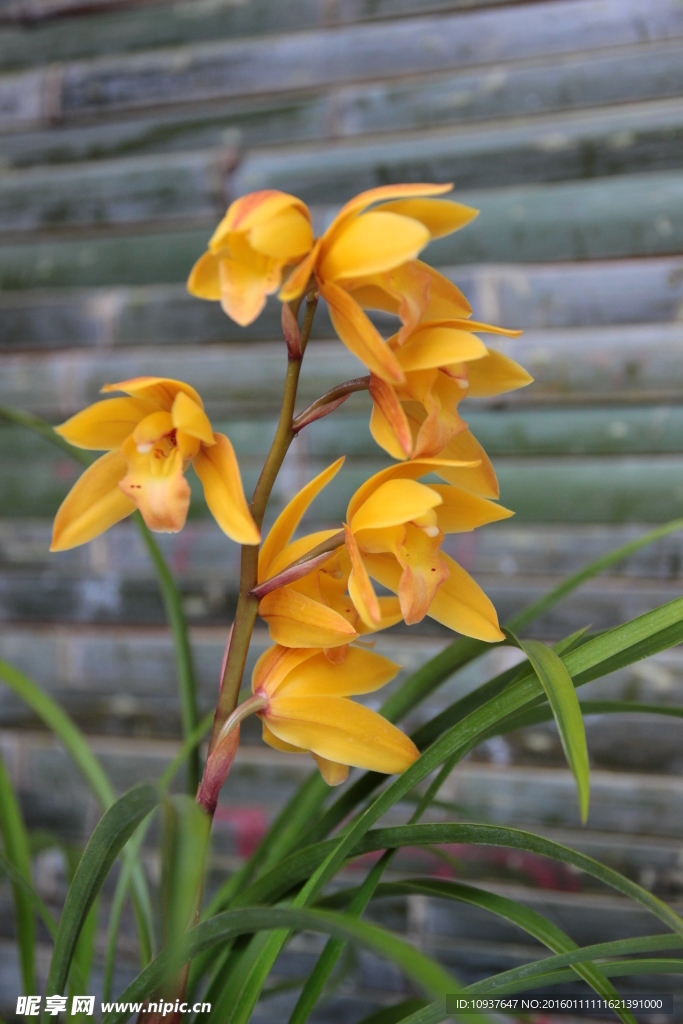蕙蘭花