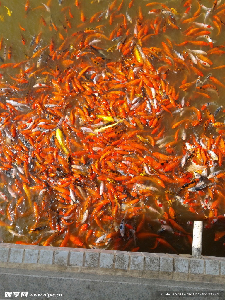 鯉魚(yú)