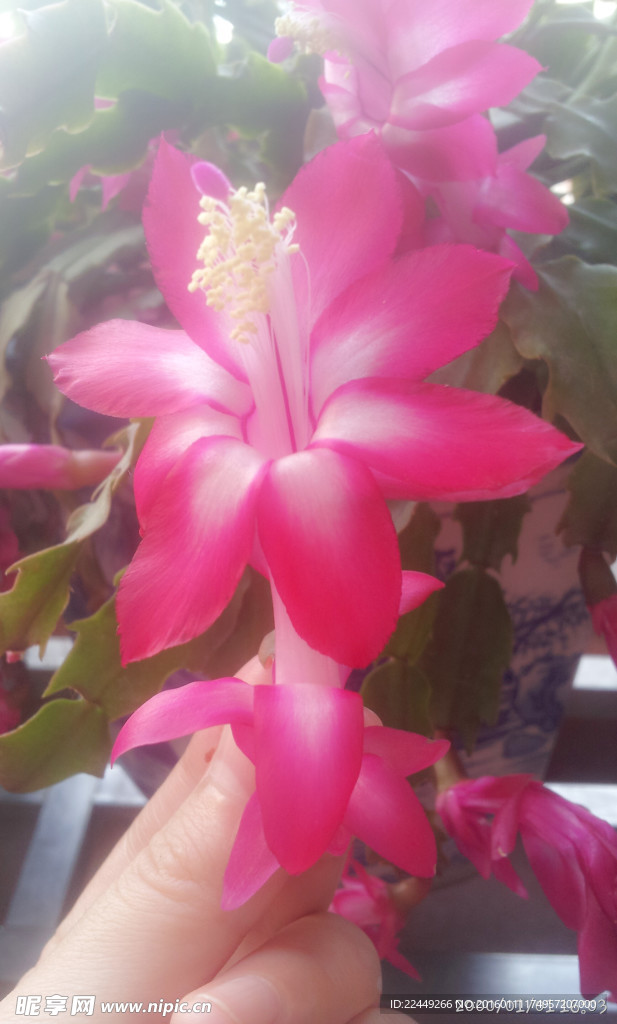 錦上添花