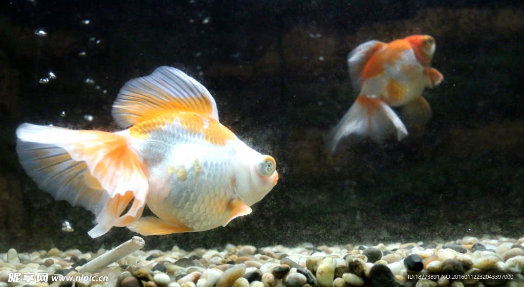 大尾魚