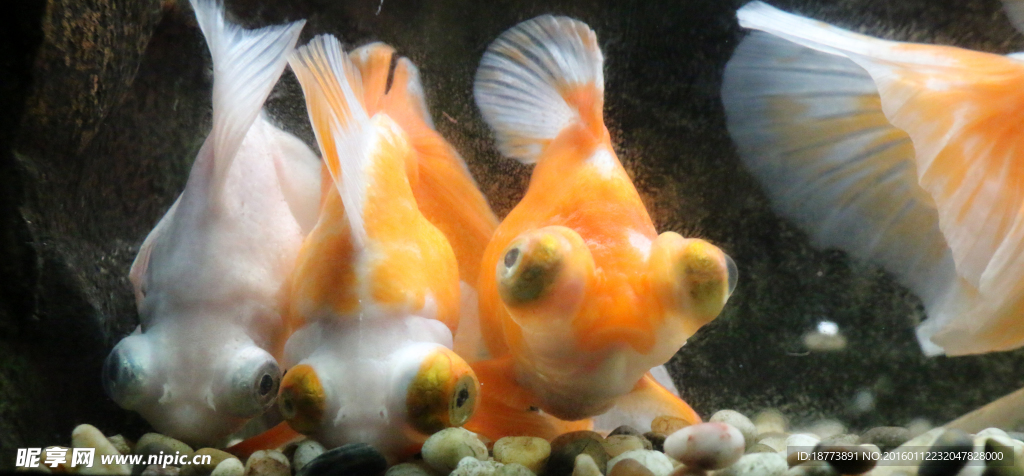 大尾魚