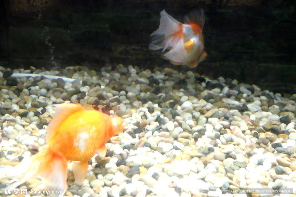 黃色金魚