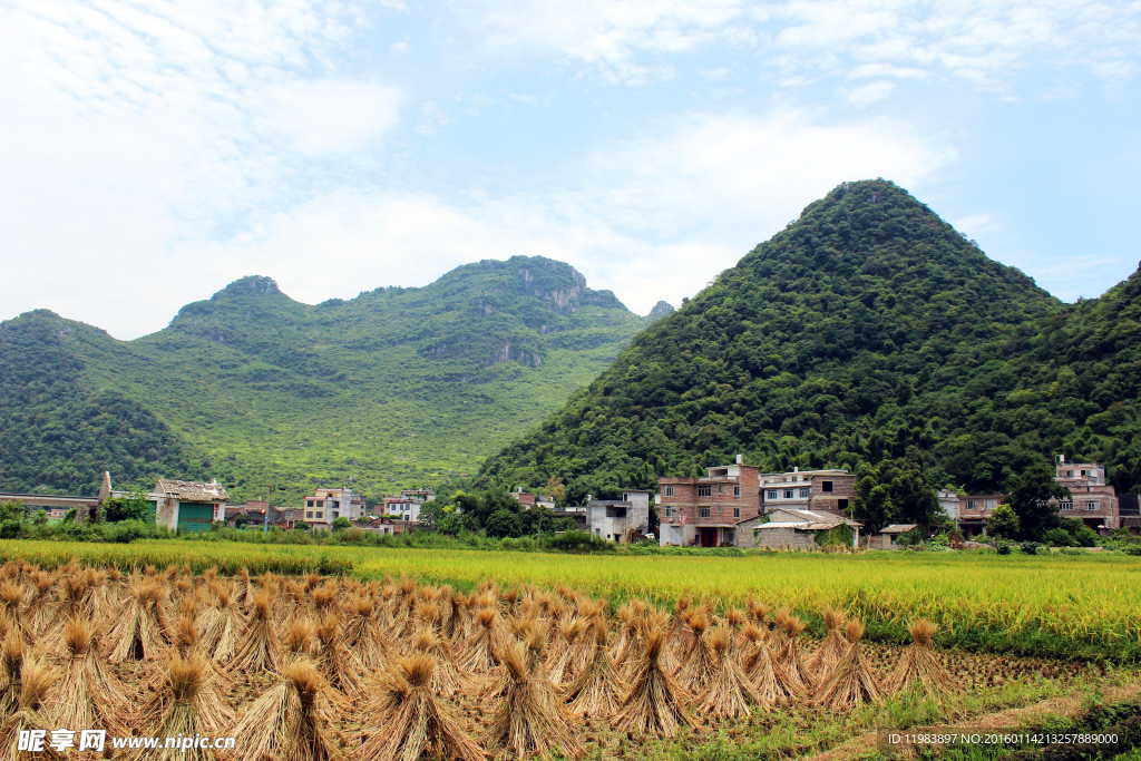 青山稻田