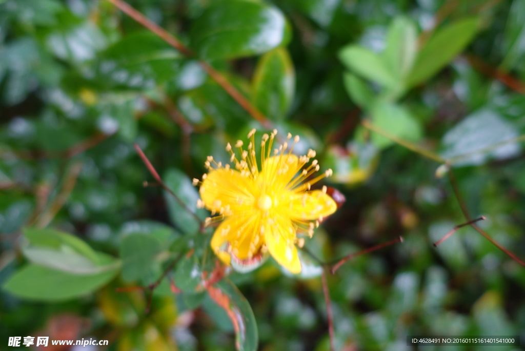 花開(kāi)