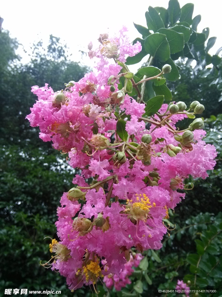 紫薇花
