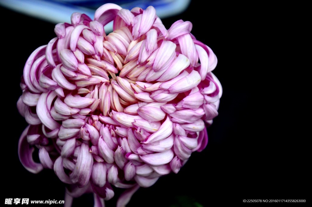 淡紫色菊花